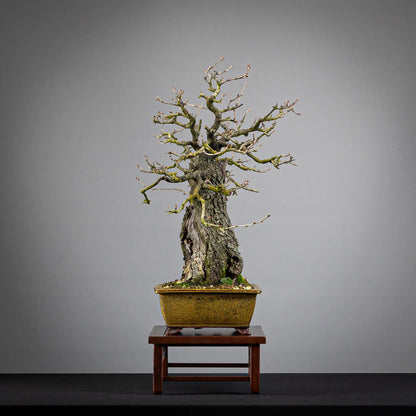 Cara izquierda de bonsai de prunus mahaleb, tamaño chuhin, estilo moyogi, y maceta eimei