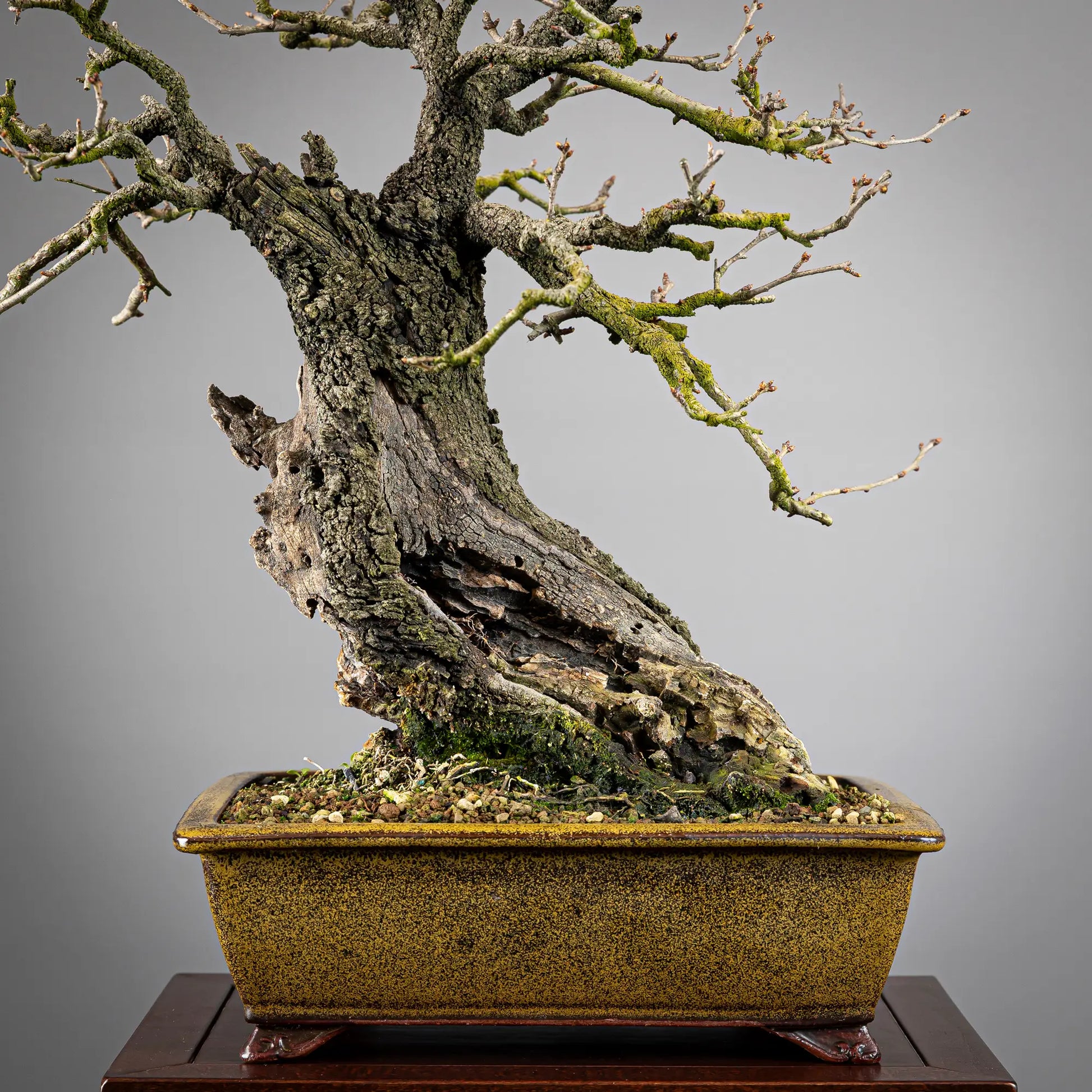 Detalle de maceta esmalatada eimei, detalle de corteza en tronco y tamas, Detalle de shari muy viejo.