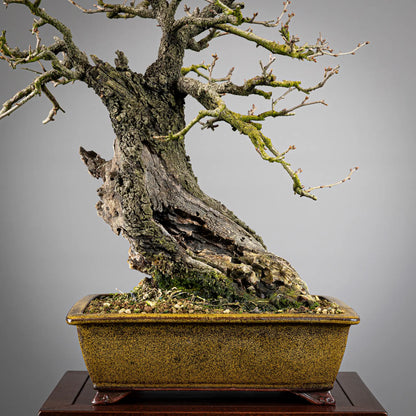 Detalle de maceta esmalatada eimei, detalle de corteza en tronco y tamas, Detalle de shari muy viejo.