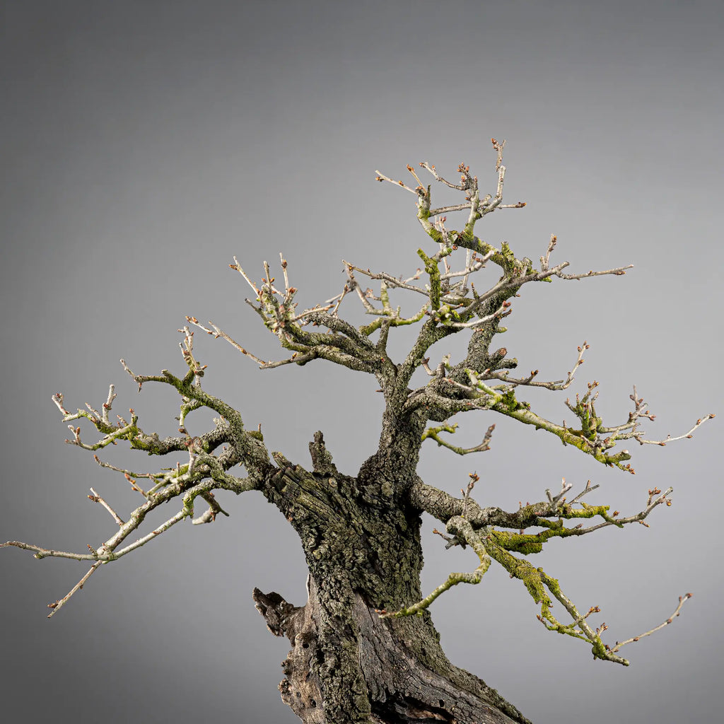 Detalle de apice muy viejo con corteza de un bonsai mahaleb
