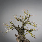 Detalle de apice muy viejo con corteza de un bonsai mahaleb