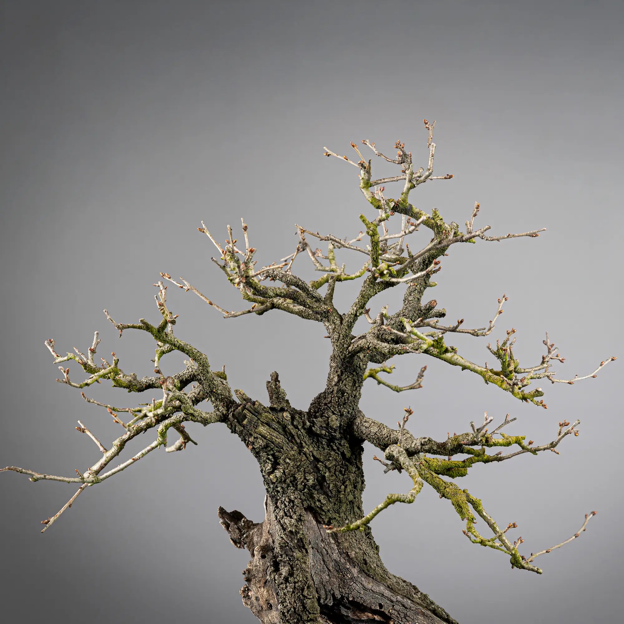Detalle de apice muy viejo con corteza de un bonsai mahaleb