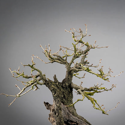 Detalle de apice muy viejo con corteza de un bonsai mahaleb