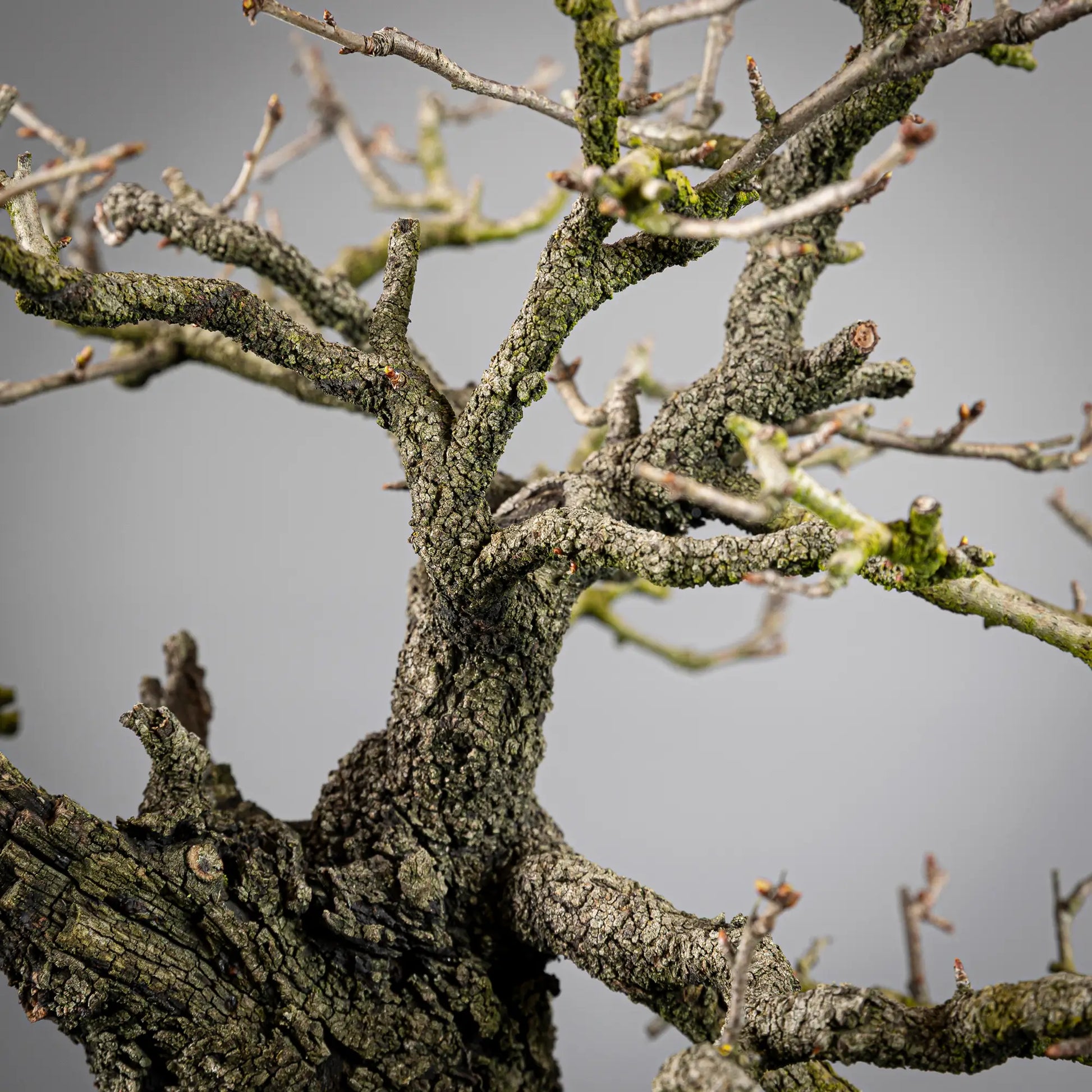 Detalle de corteza el apice de un bonsai de prunus mahaleb