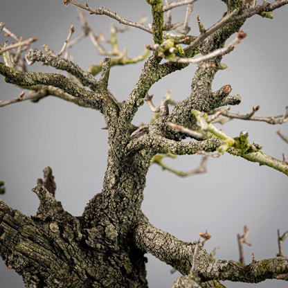 Detalle de corteza el apice de un bonsai de prunus mahaleb