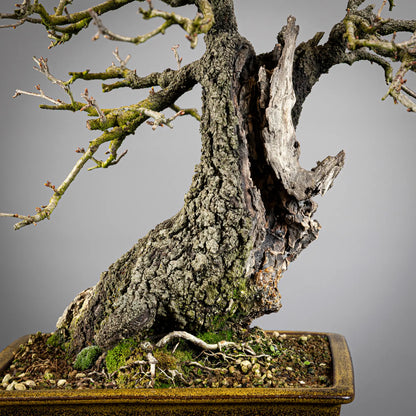 Detalle de corteza y shari, muy viejos.