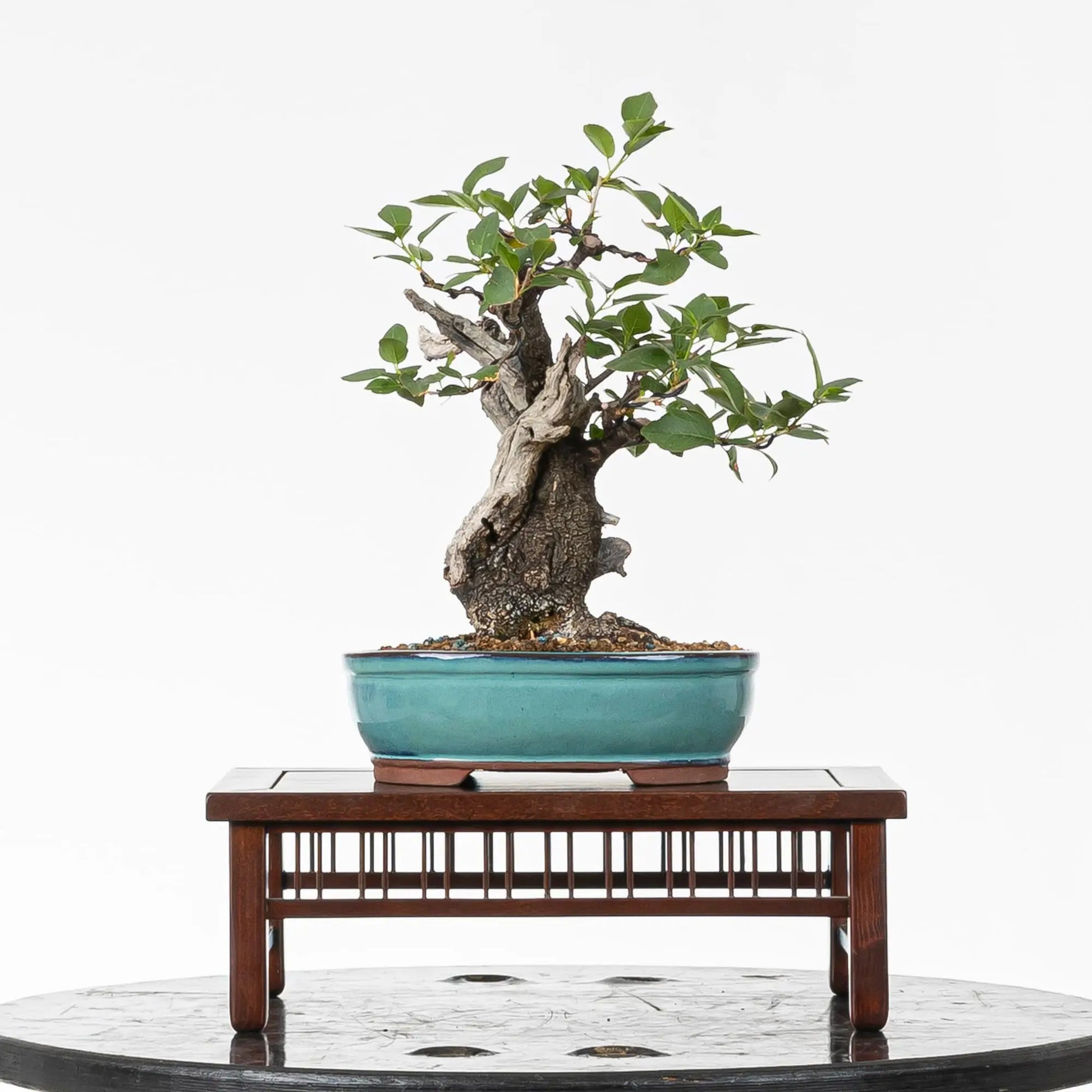 Bonsai yamadori de prunus mahaleb tamaño shohin