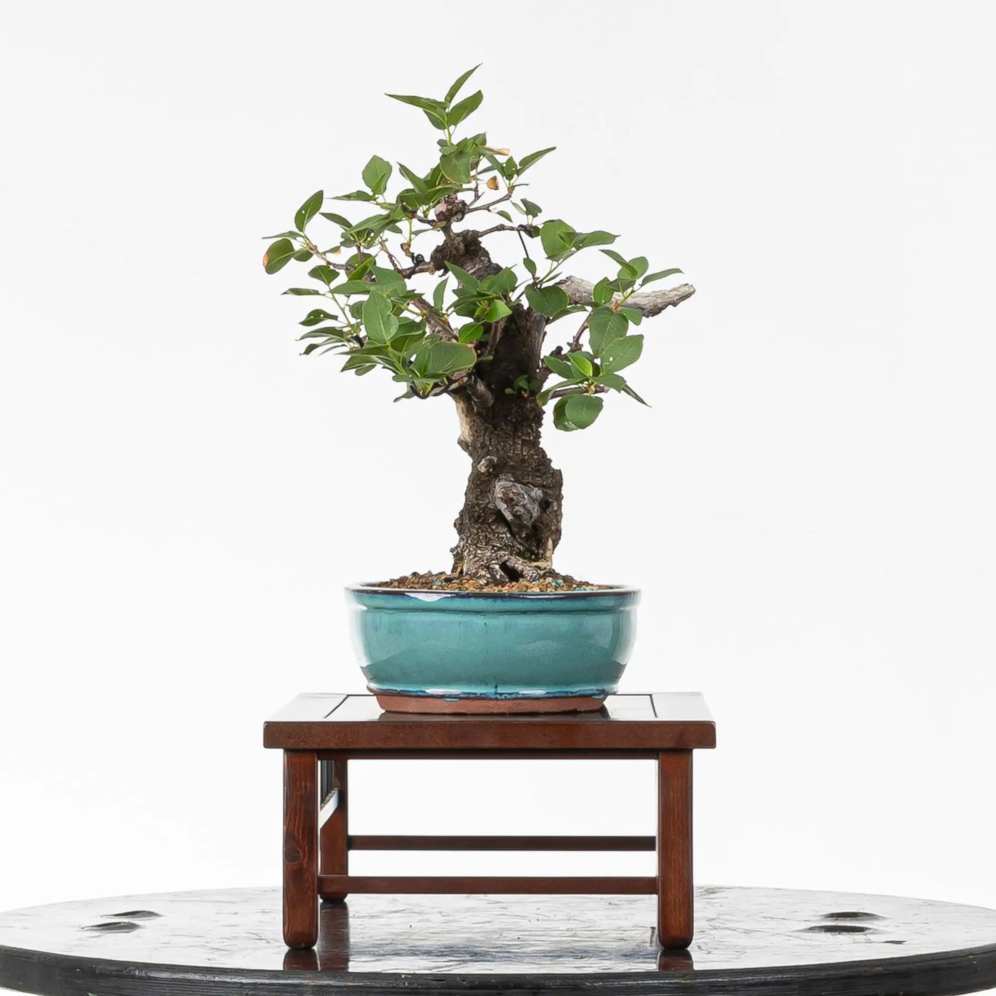 Cara izquierda de bonsai de prunus
