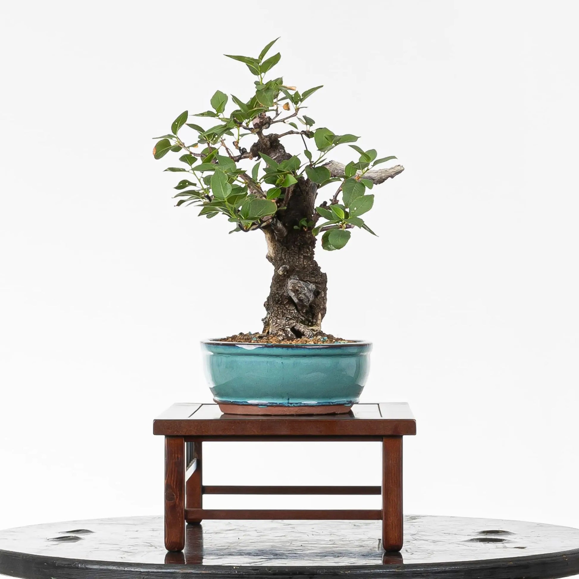 Cara izquierda de bonsai de prunus