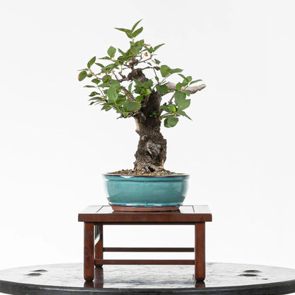 Cara izquierda de bonsai de prunus