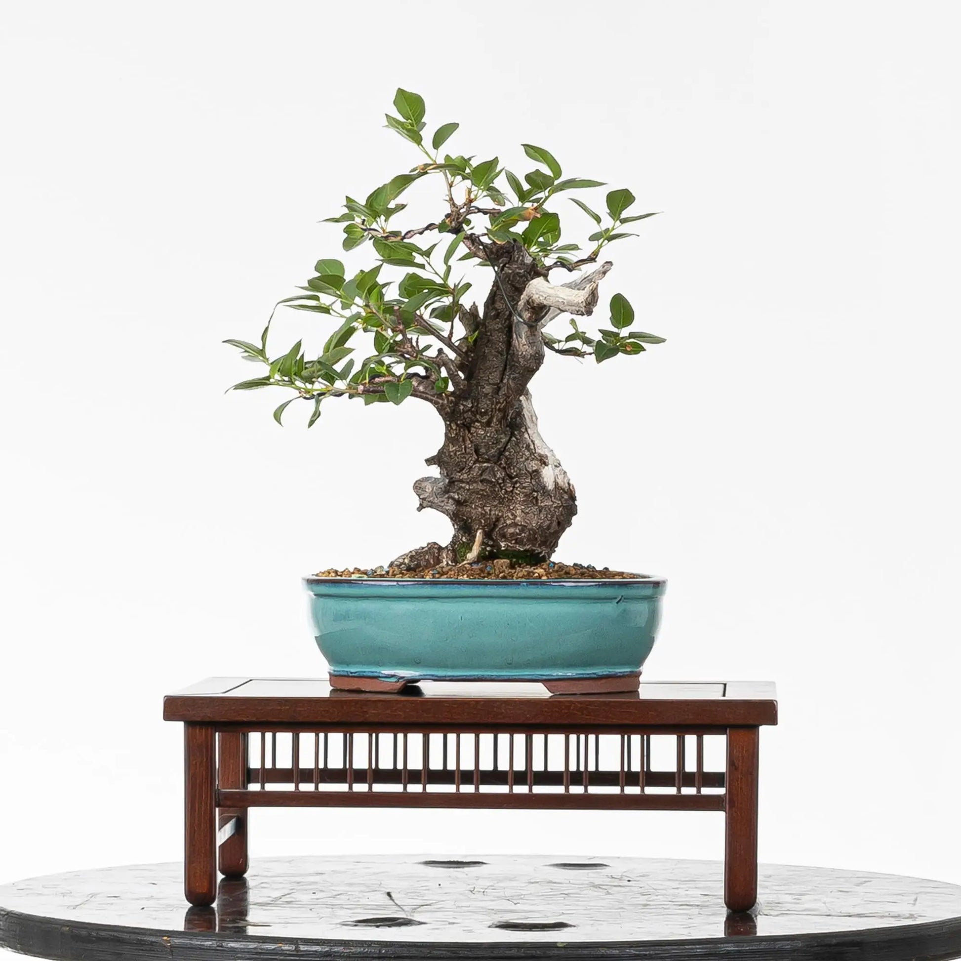Cara trasera de bonsai de prunus