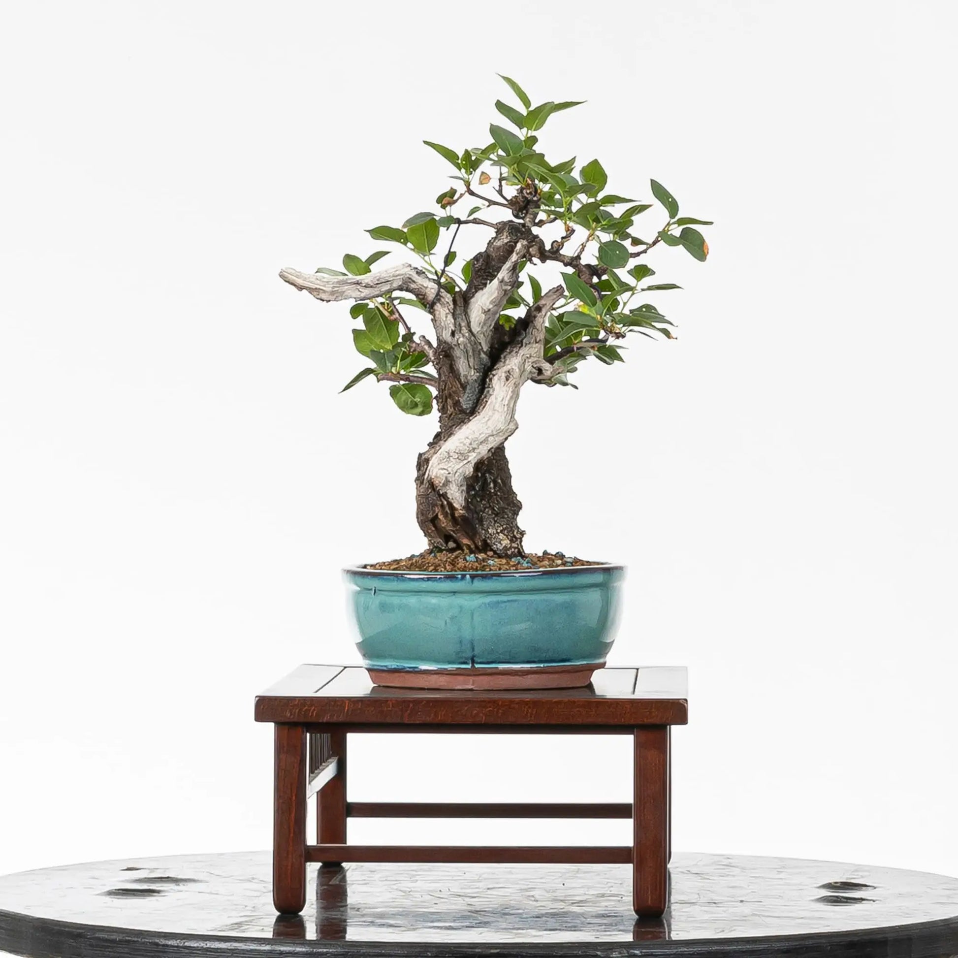 Cara derecha de bonsai de prunus