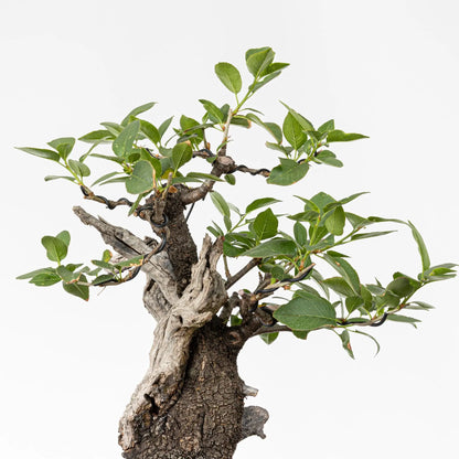 Detalle de tronco de bonsai, con sharis y ramas.