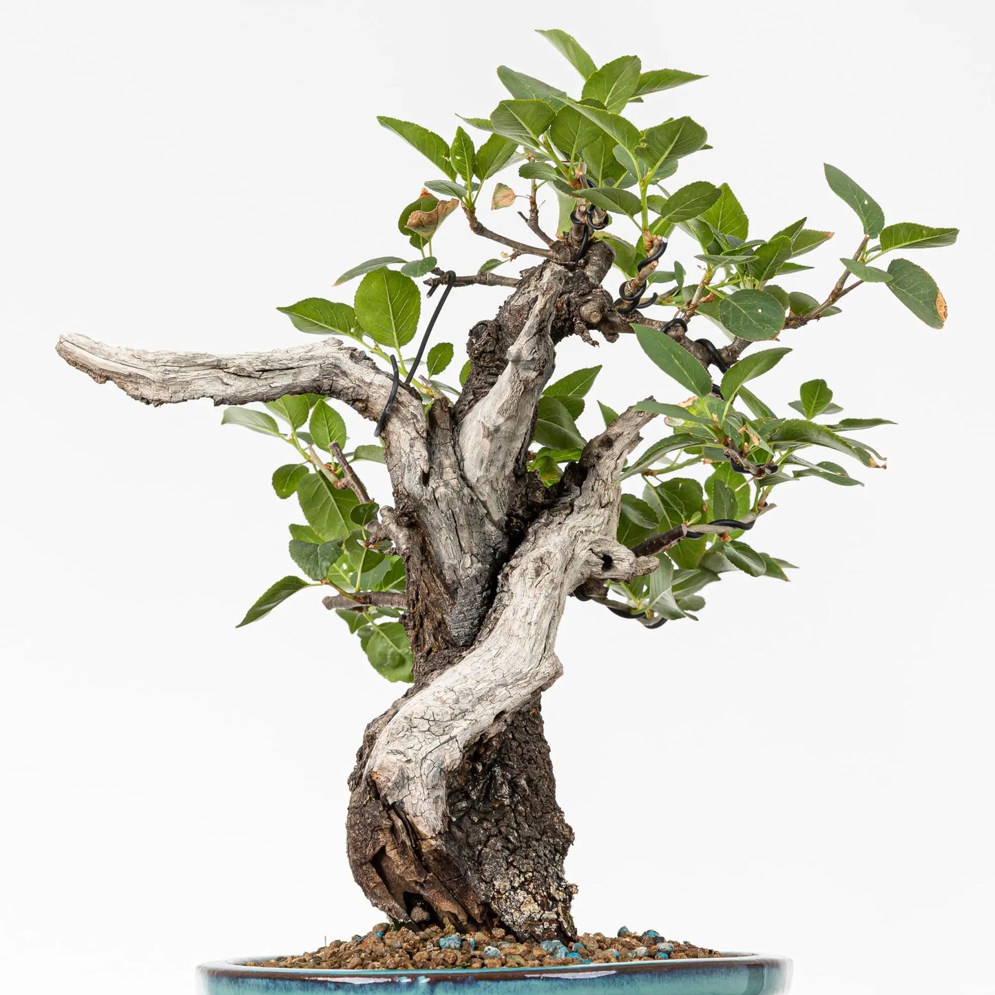 Detalle de tronco con sharis y jines retorcidos de bonsai.