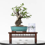 Comparativa de tamaño de bonsai de prunus con taza de café de la tienda ikigai bonsái.