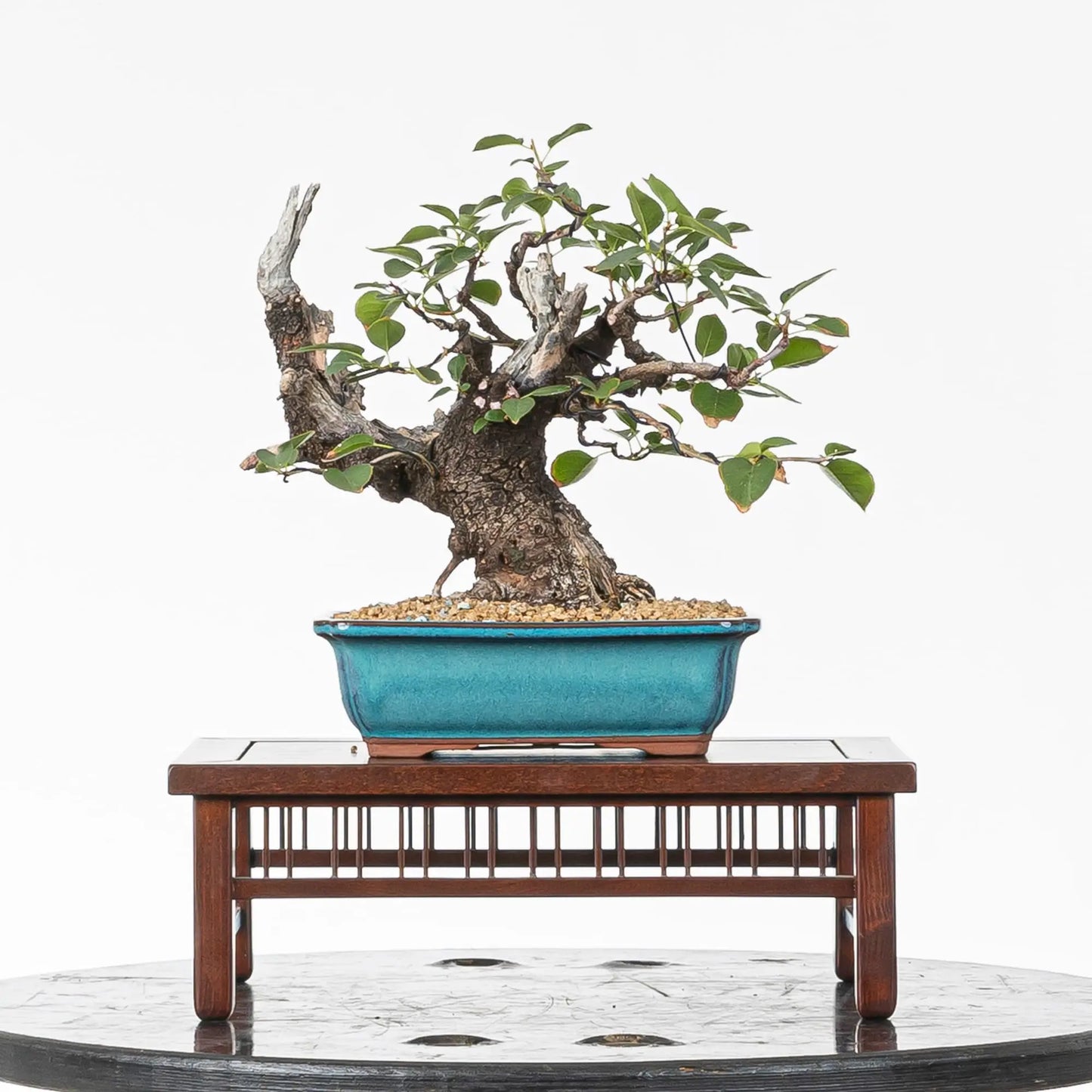 Bonsai yamadori de prunus mahaleb tamaño shohin y estilo moyogi.