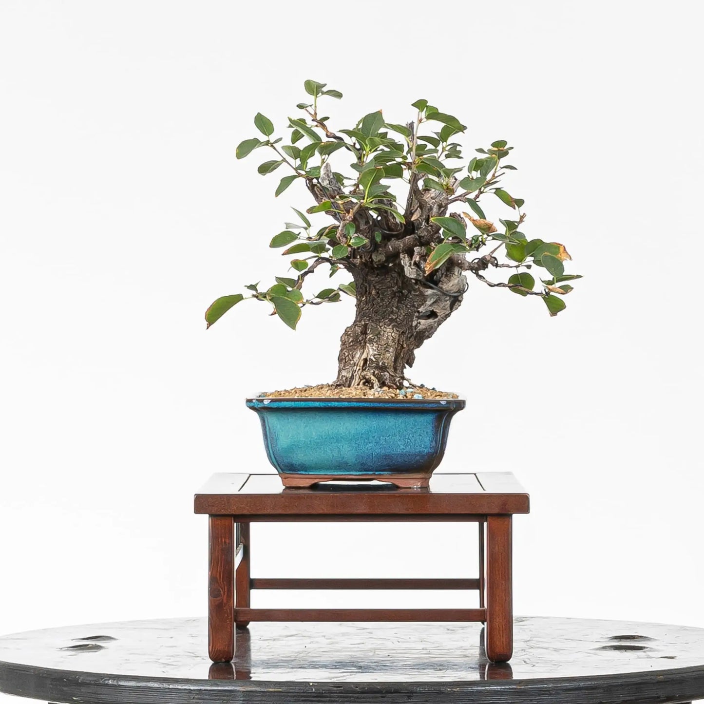 Cara izquierda de bonsai de prunus