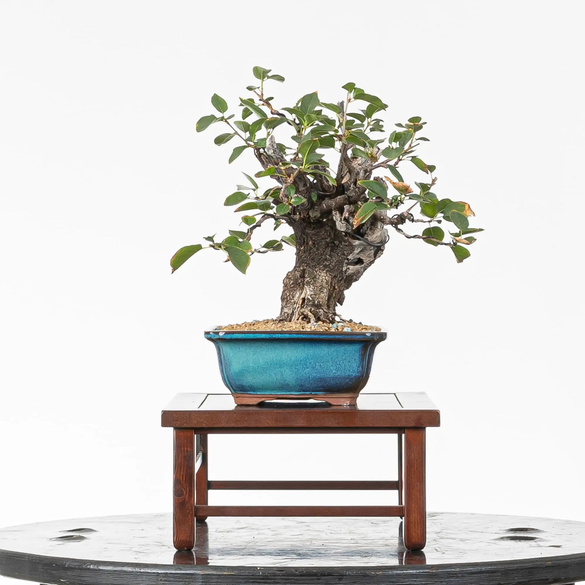 Cara izquierda de bonsai de prunus
