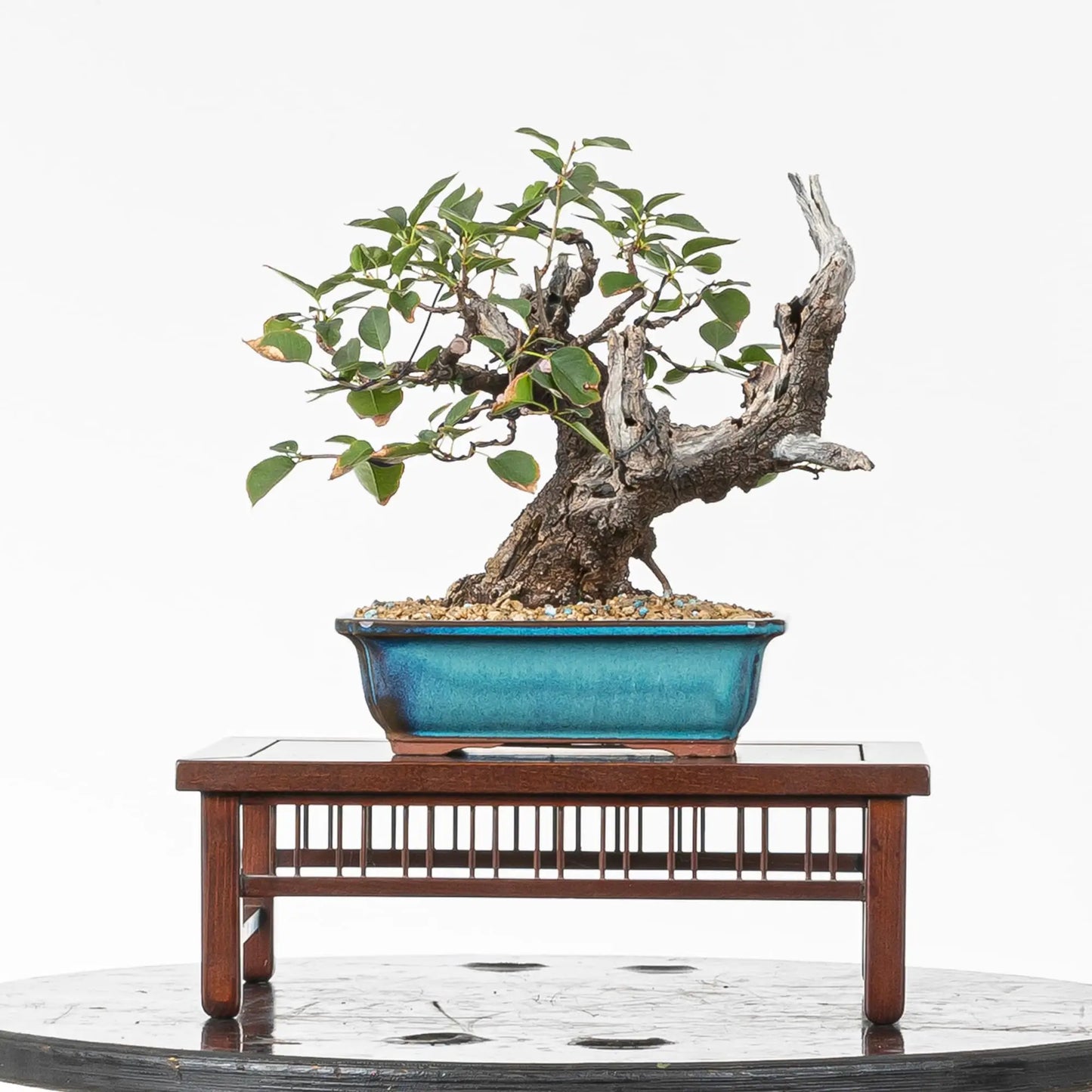 Cara trasera de bonsai de prunus