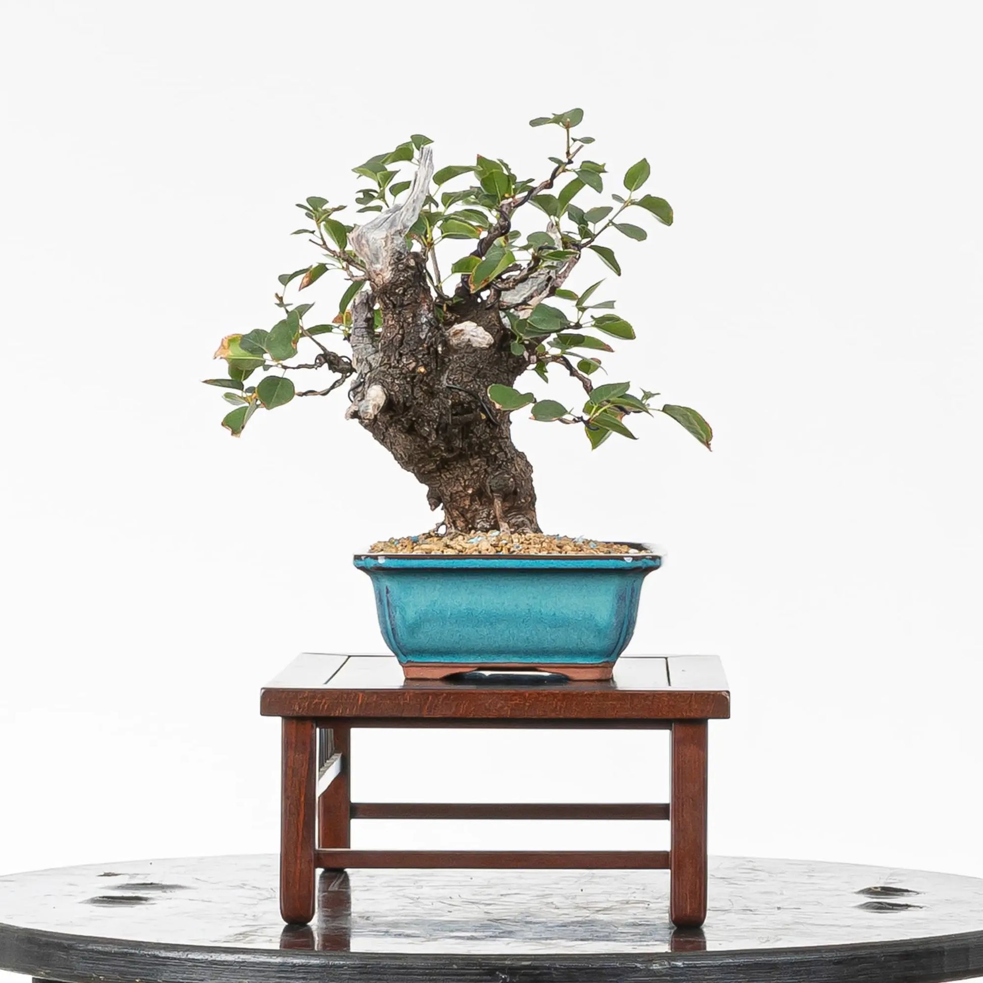 Cara izquierda de bonsai de prunus