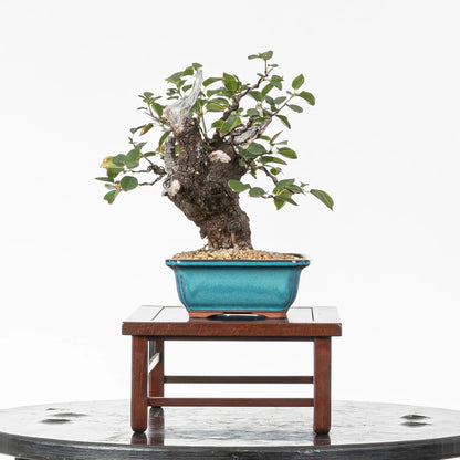 Cara izquierda de bonsai de prunus