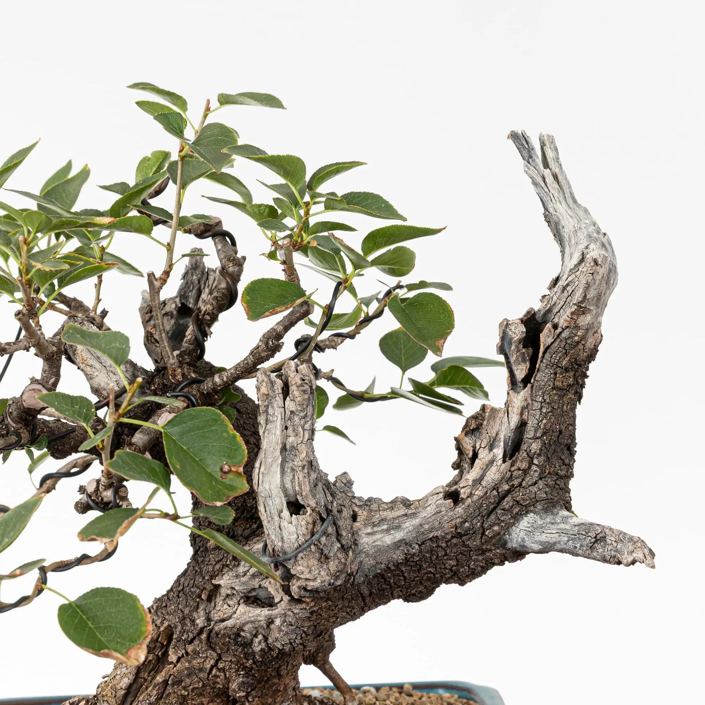 Detalle de jin y sharis de bonsai de prunus