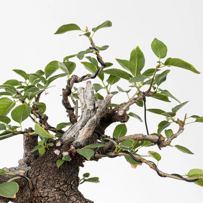 Detalle de ramas y corteza de bonsai de  prunus