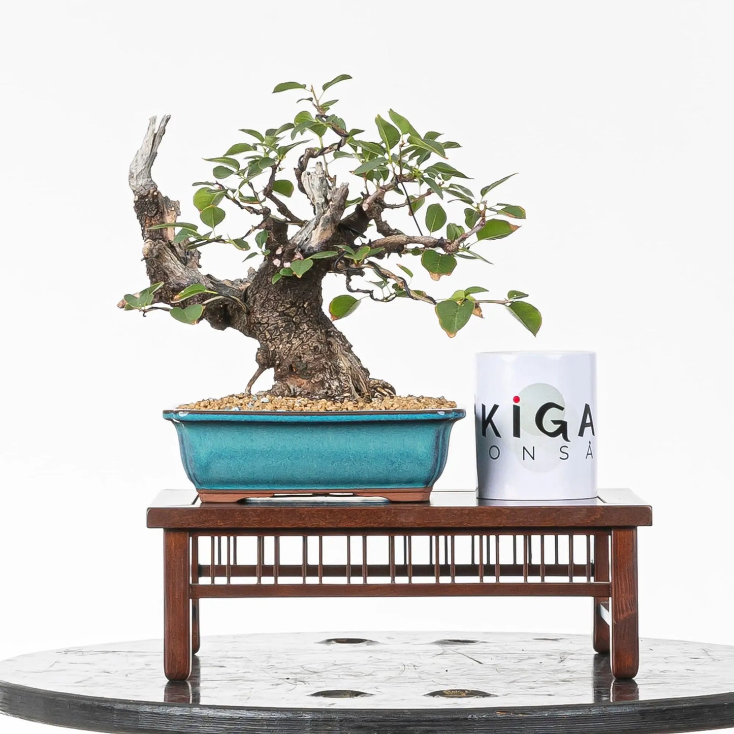 Comparativa de tamaño de bonsai de prunus con una taza de café de la tienda ikigai bonsái.