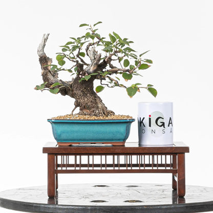 Comparativa de tamaño de bonsai de prunus con una taza de café de la tienda ikigai bonsái.