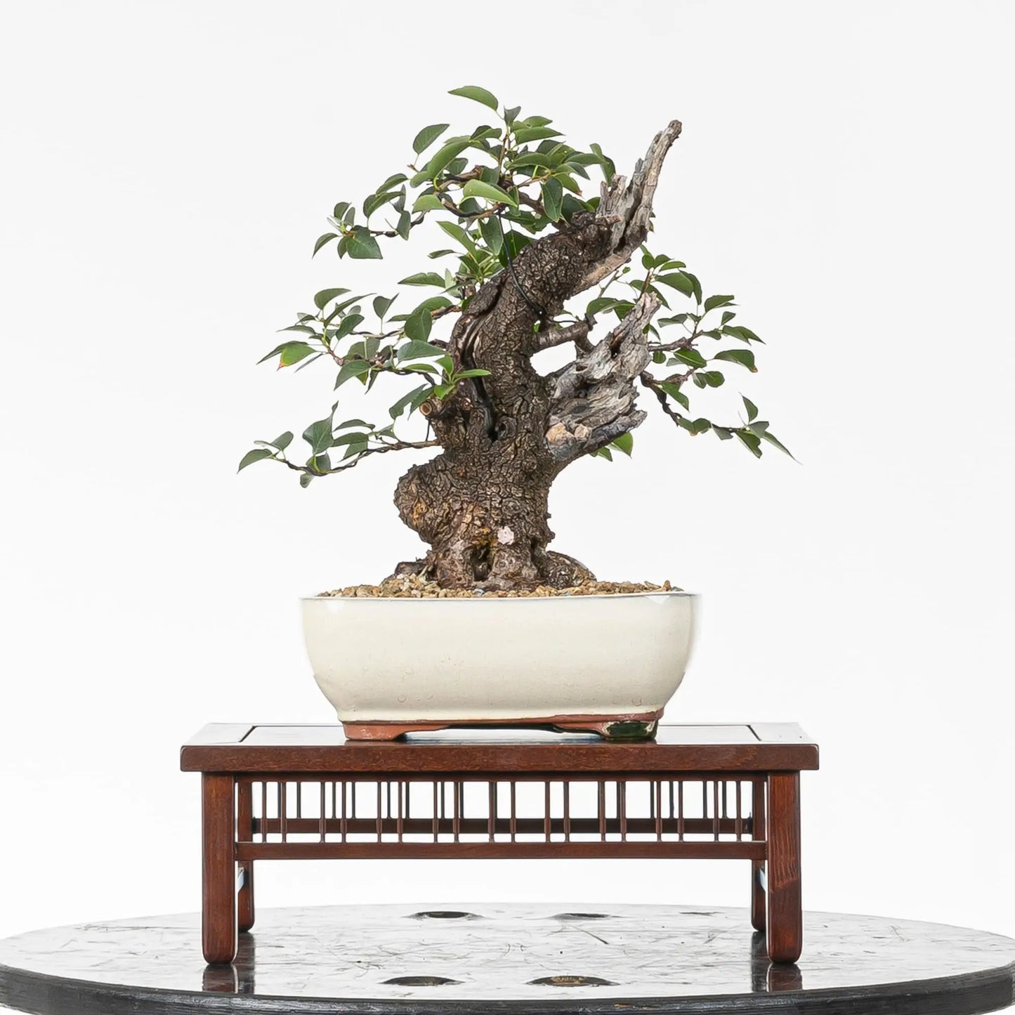 Bonsai yamadori de prunus mahaleb en tamaño kifu