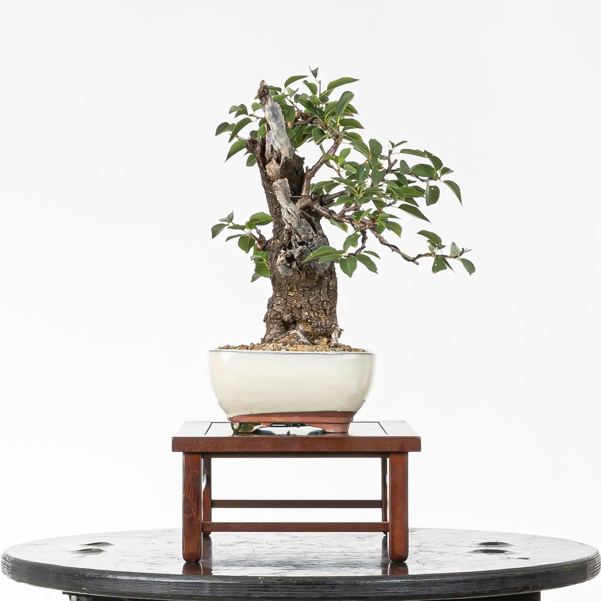 Cara izquierda de bonsai de prunus