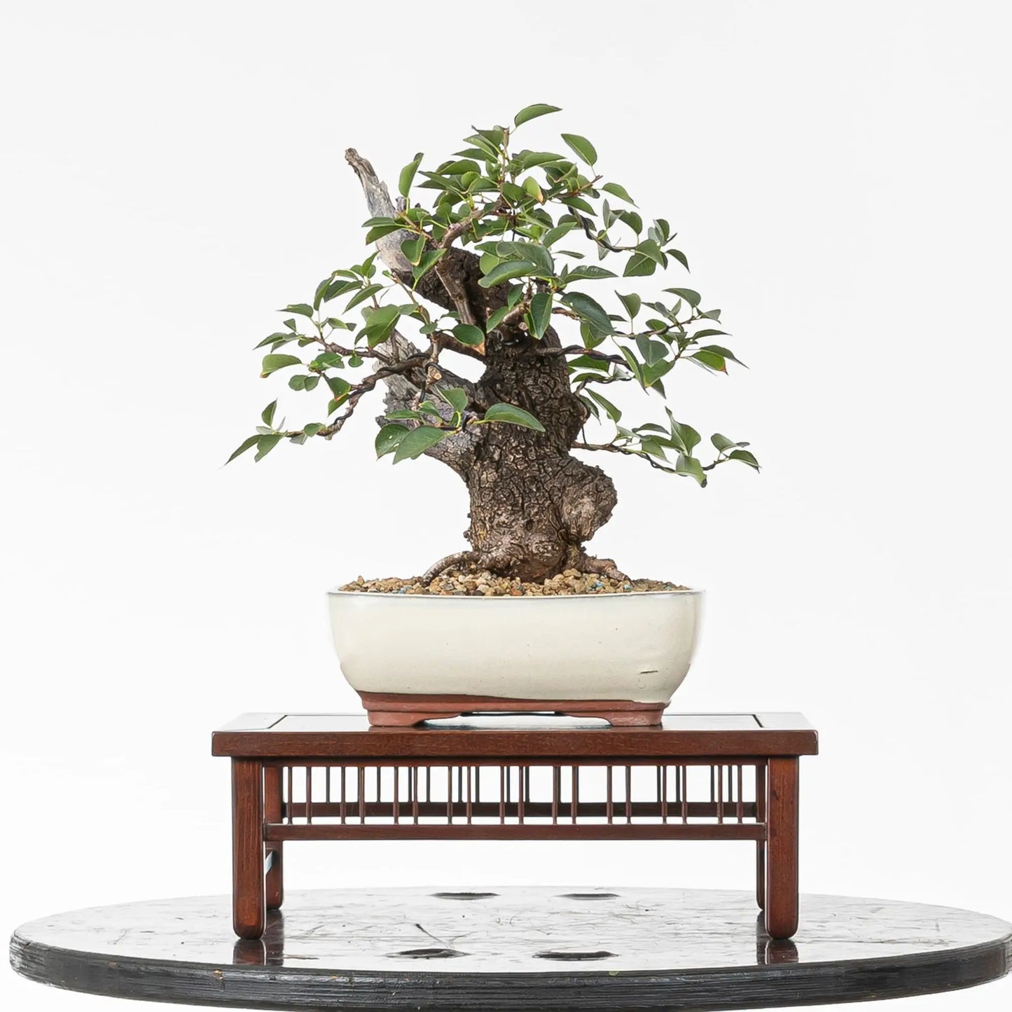 Cara trasera de bonsai de prunus