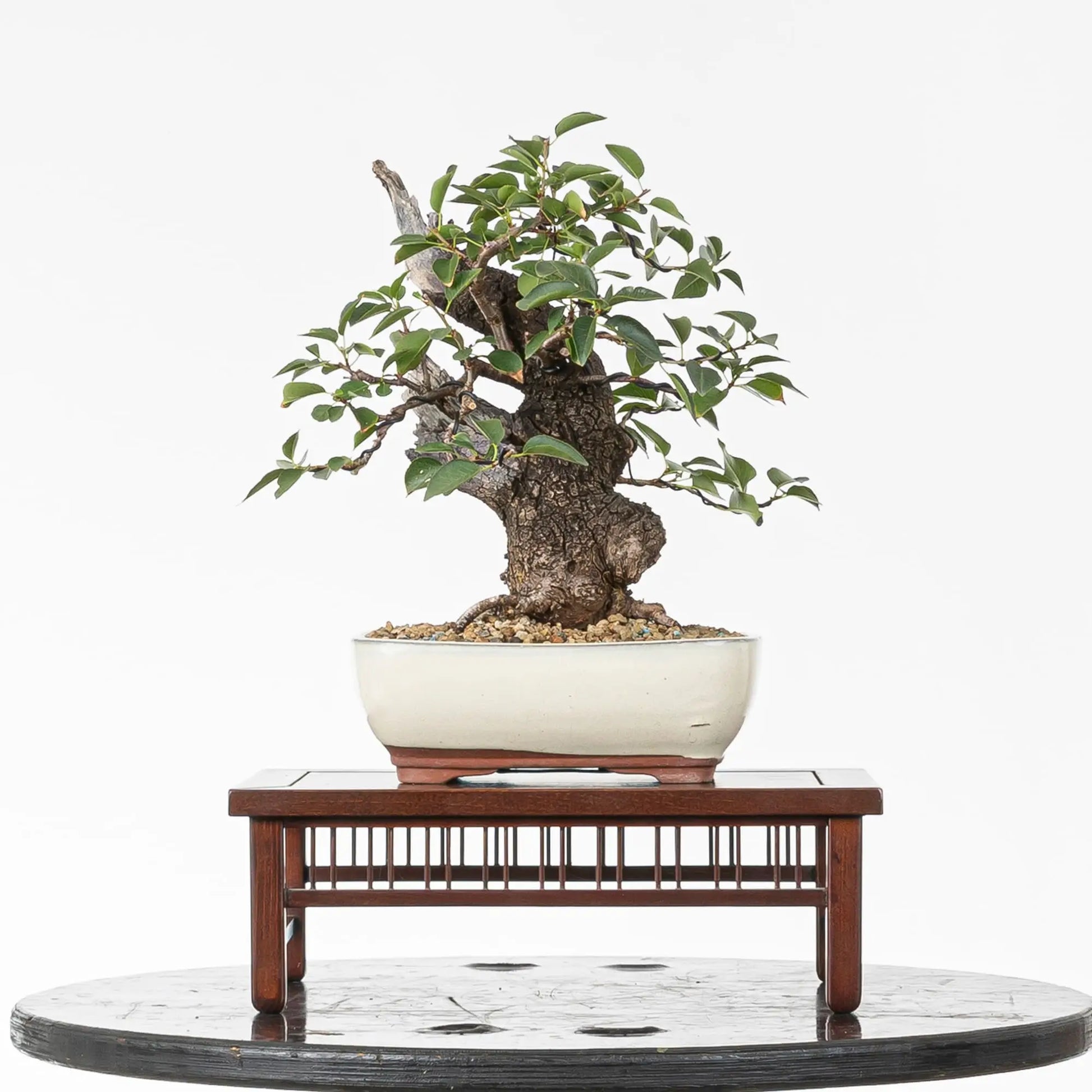 Cara trasera de bonsai de prunus