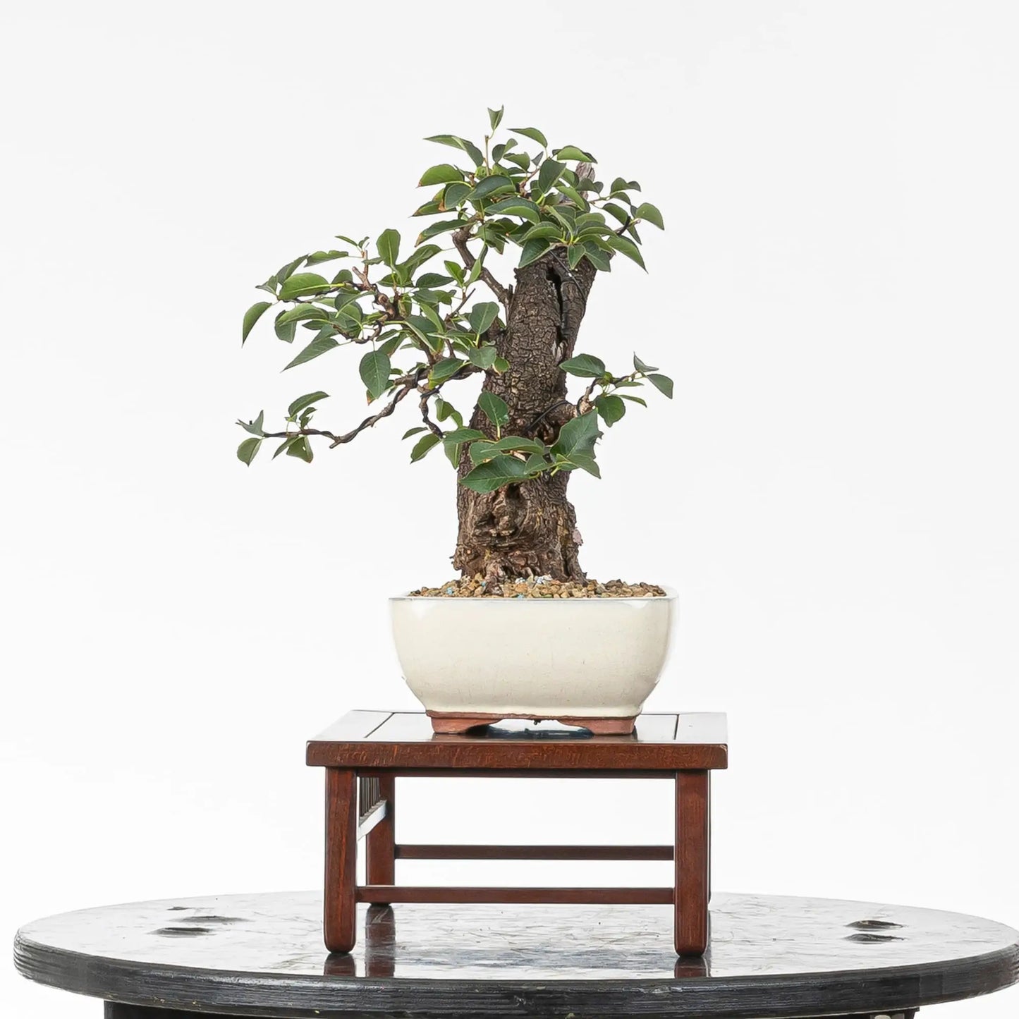 Cara derecha de bonsai de prunus