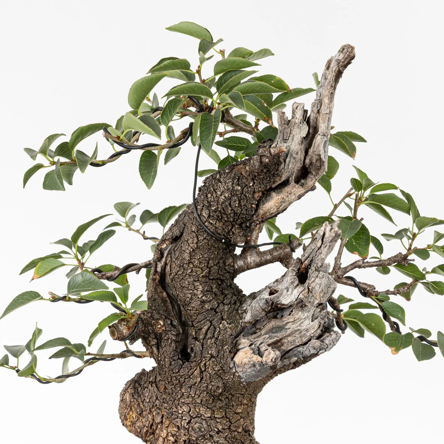 Detalle de corteza y sharis de bonsai de prunus