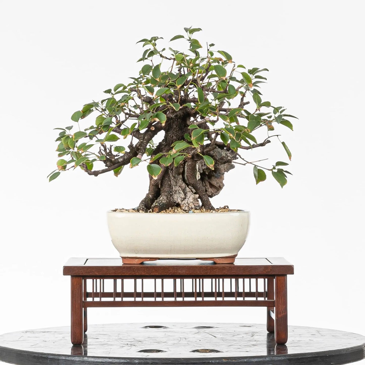 Bonsai yamadori de prunus mahaleb ramificado