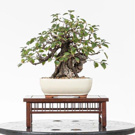 Bonsai yamadori de prunus mahaleb ramificado