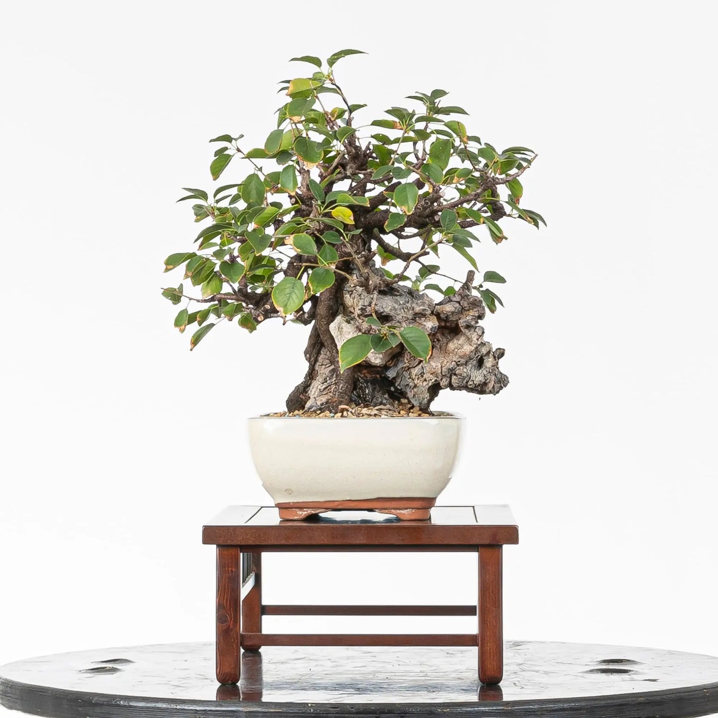 Cara izquierda de bonsai de prunus mahaleb