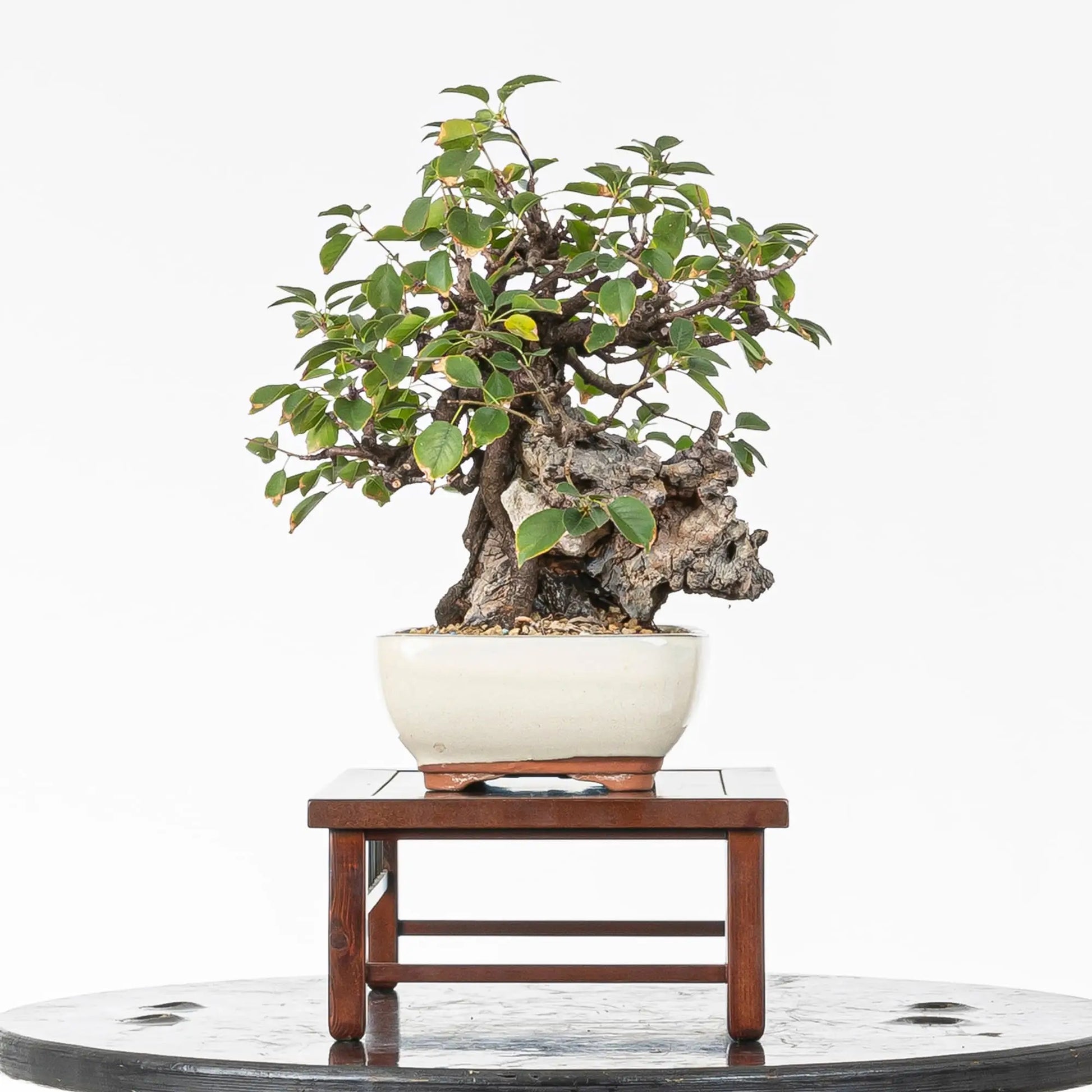 Cara izquierda de bonsai de prunus mahaleb