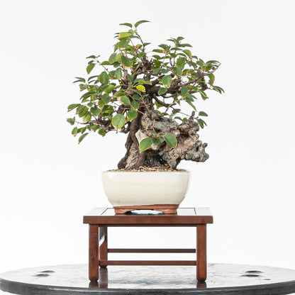 Cara izquierda de bonsai de prunus mahaleb