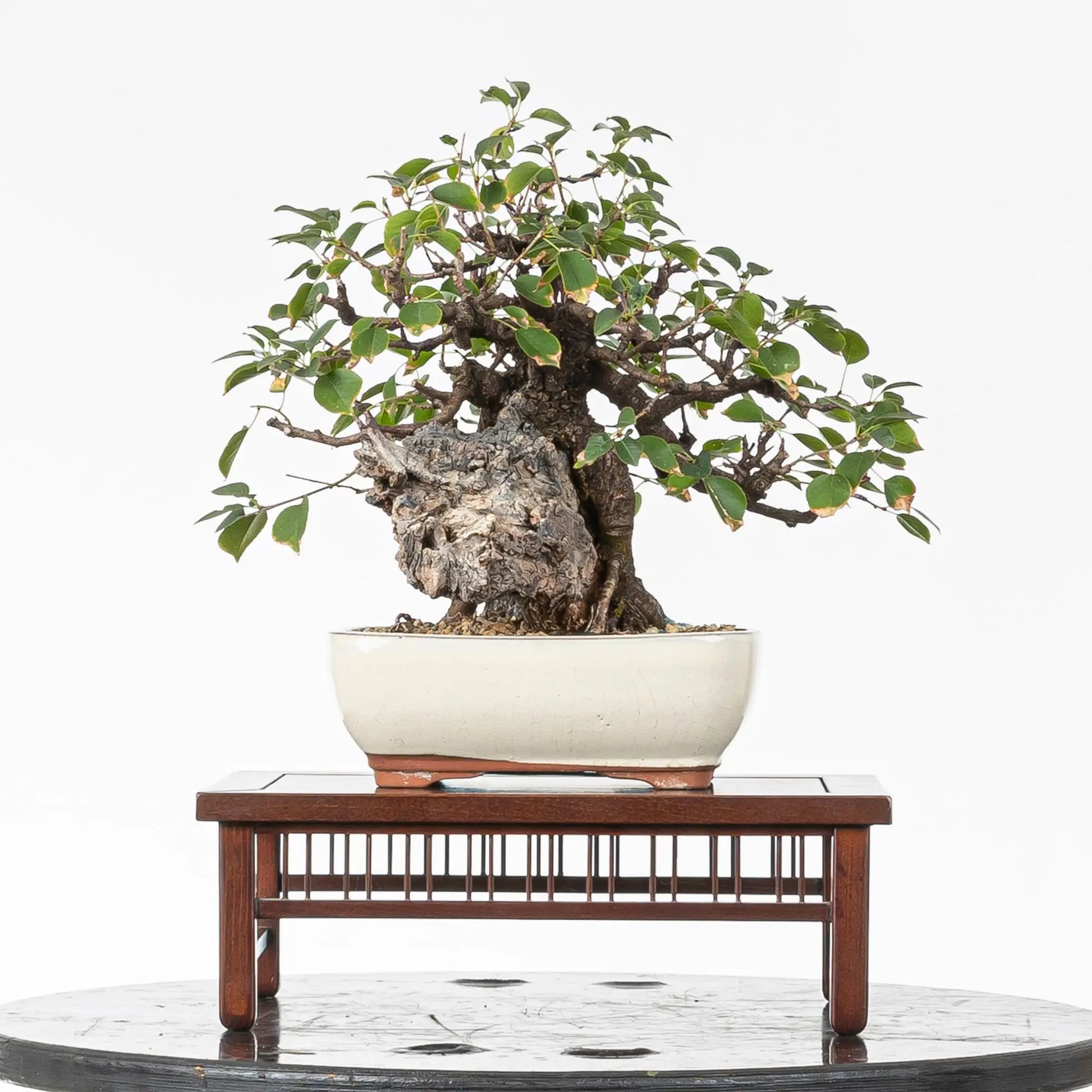 Cara  trasera de bonsai de prunus mahaleb
