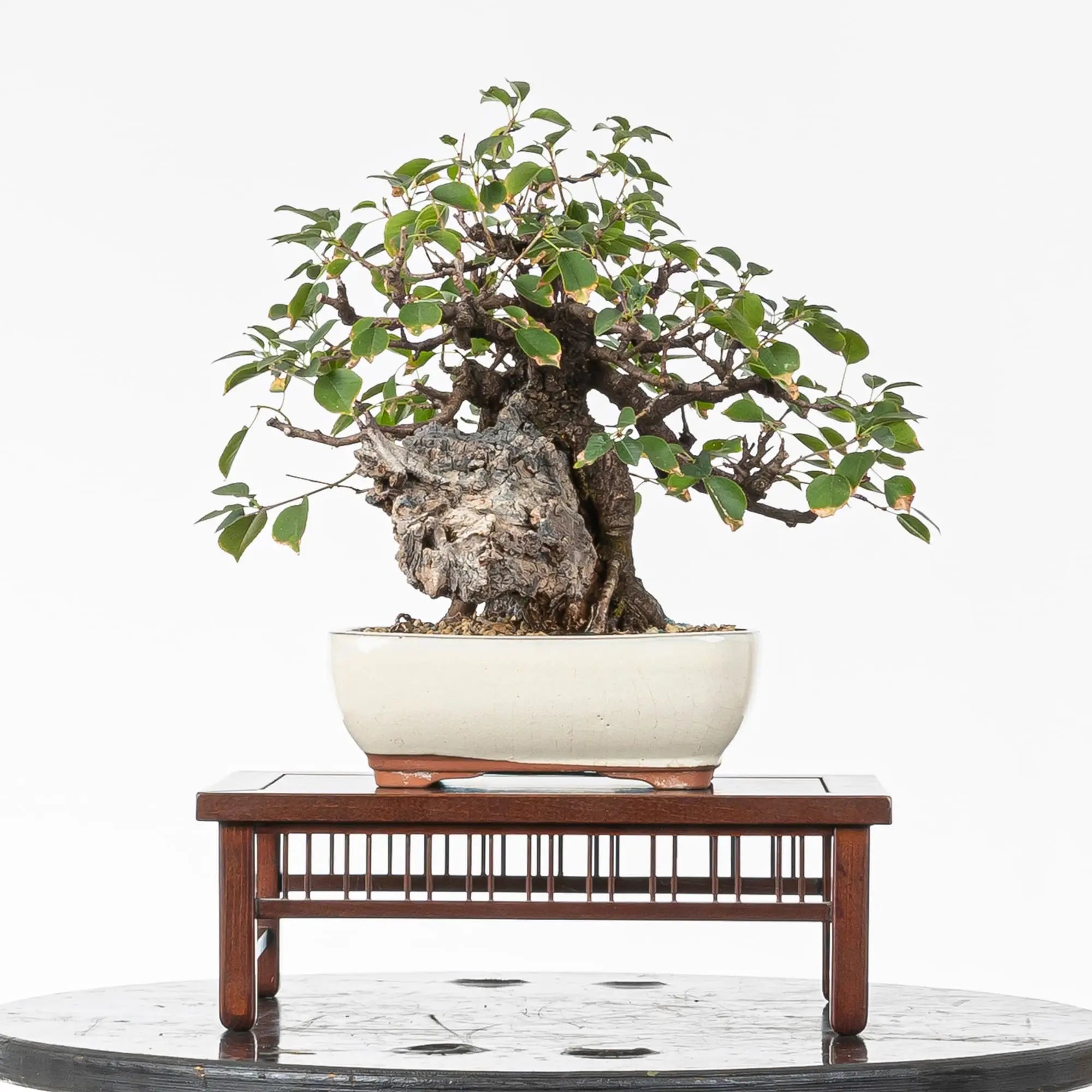 Cara  trasera de bonsai de prunus mahaleb