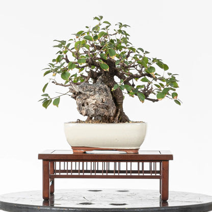 Cara  trasera de bonsai de prunus mahaleb