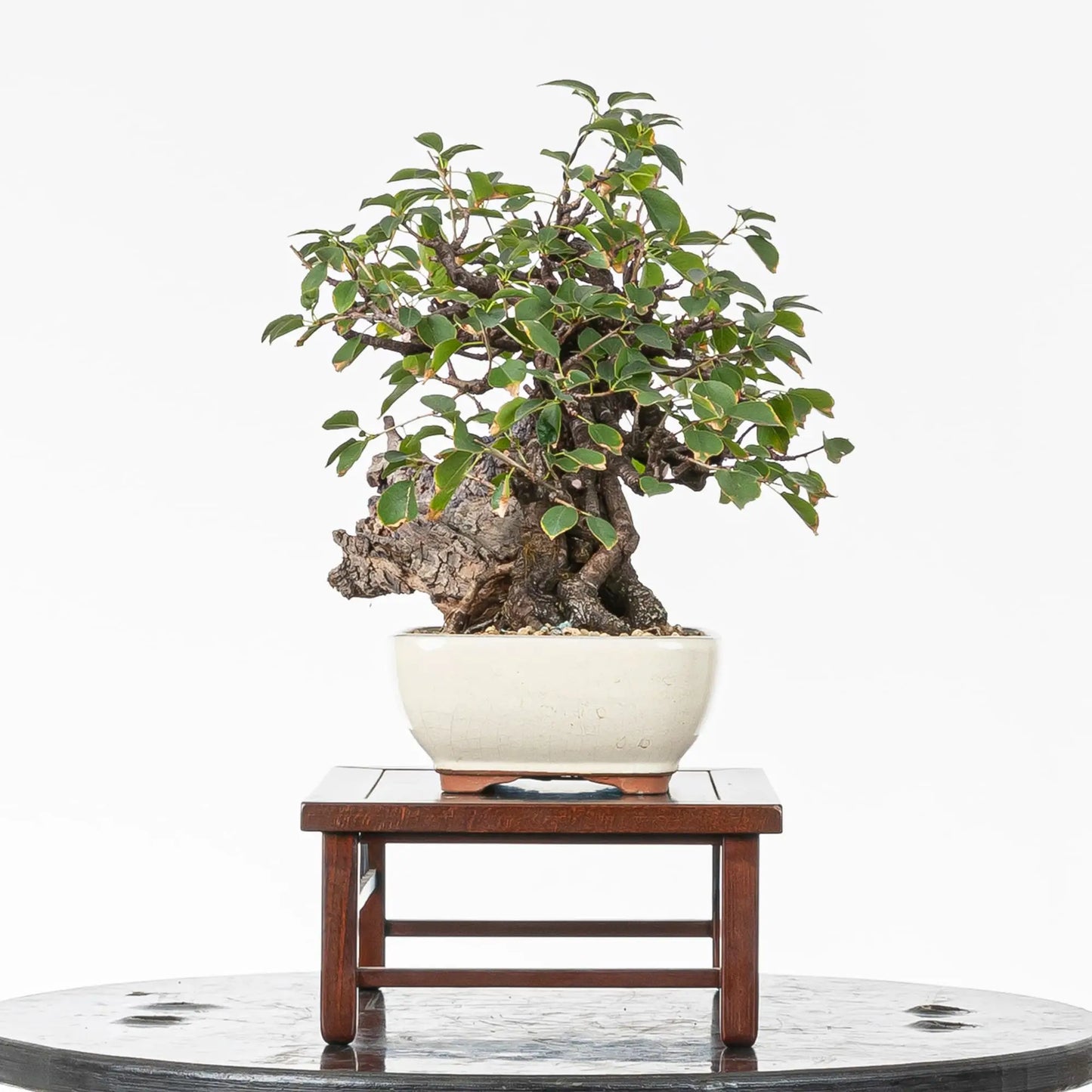 Cara derecha de bonsai de prunus mahaleb