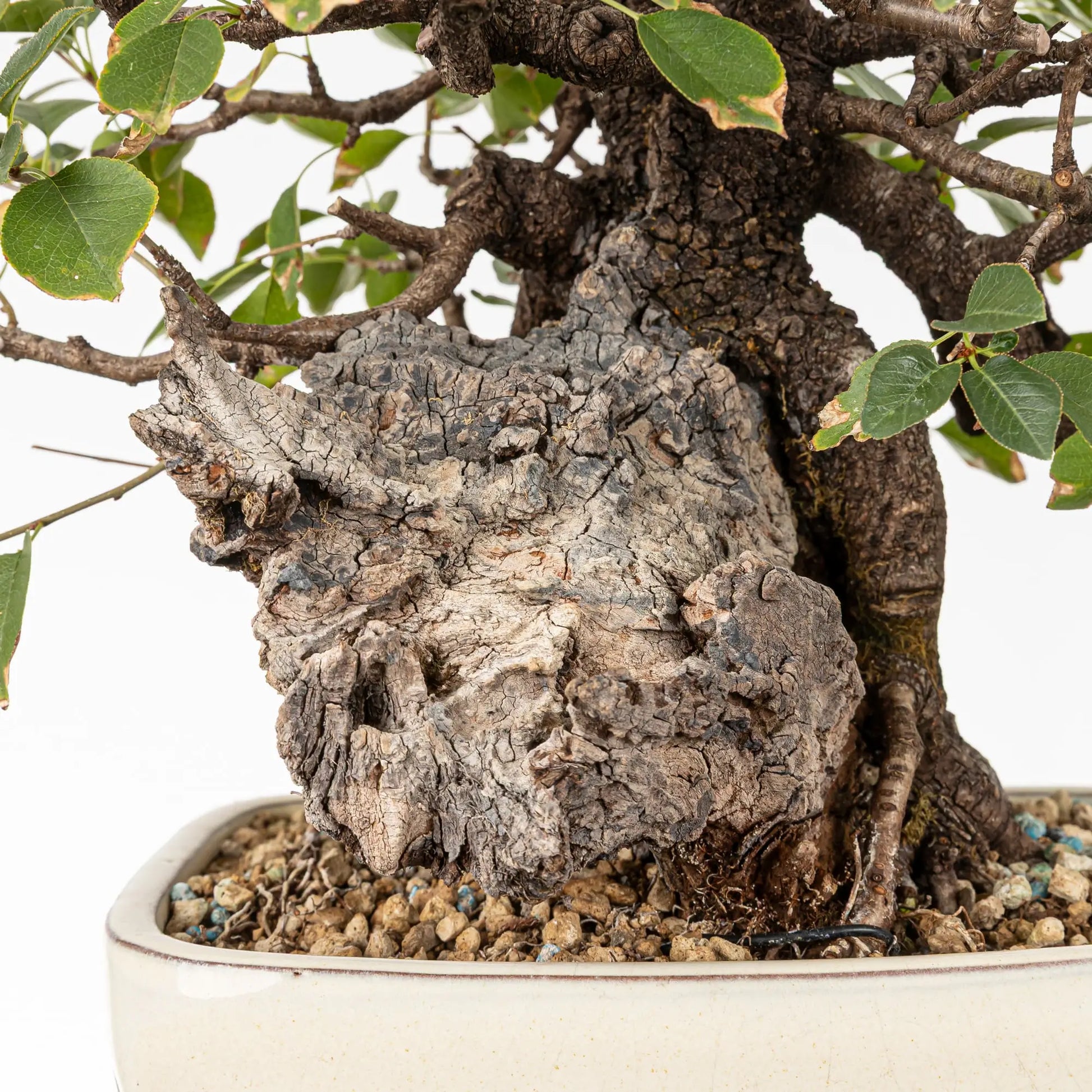 Detalle de shari de prunus mahaleb