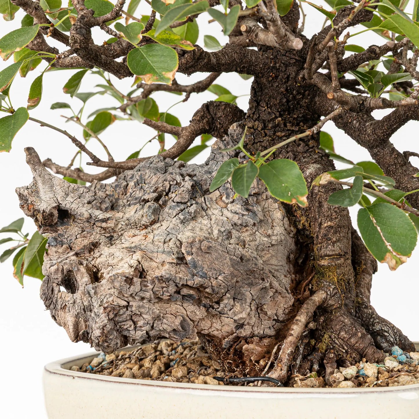 Detalle de shari de prunus mahaleb