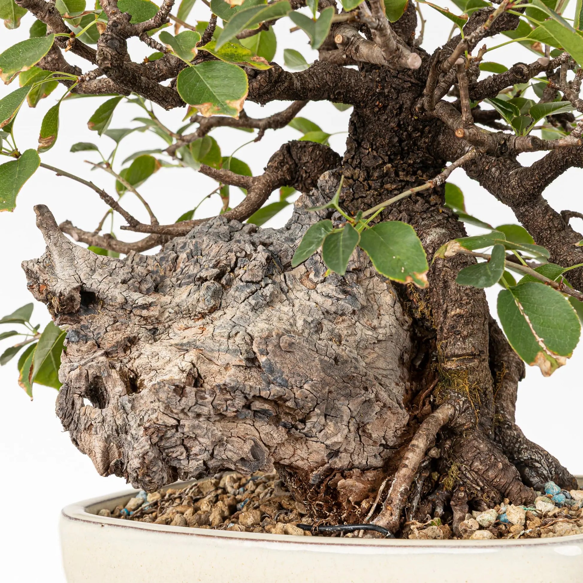 Detalle de shari de prunus mahaleb