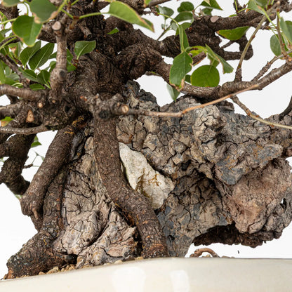 Detalle de shari de bonsai de prunus mahaleb