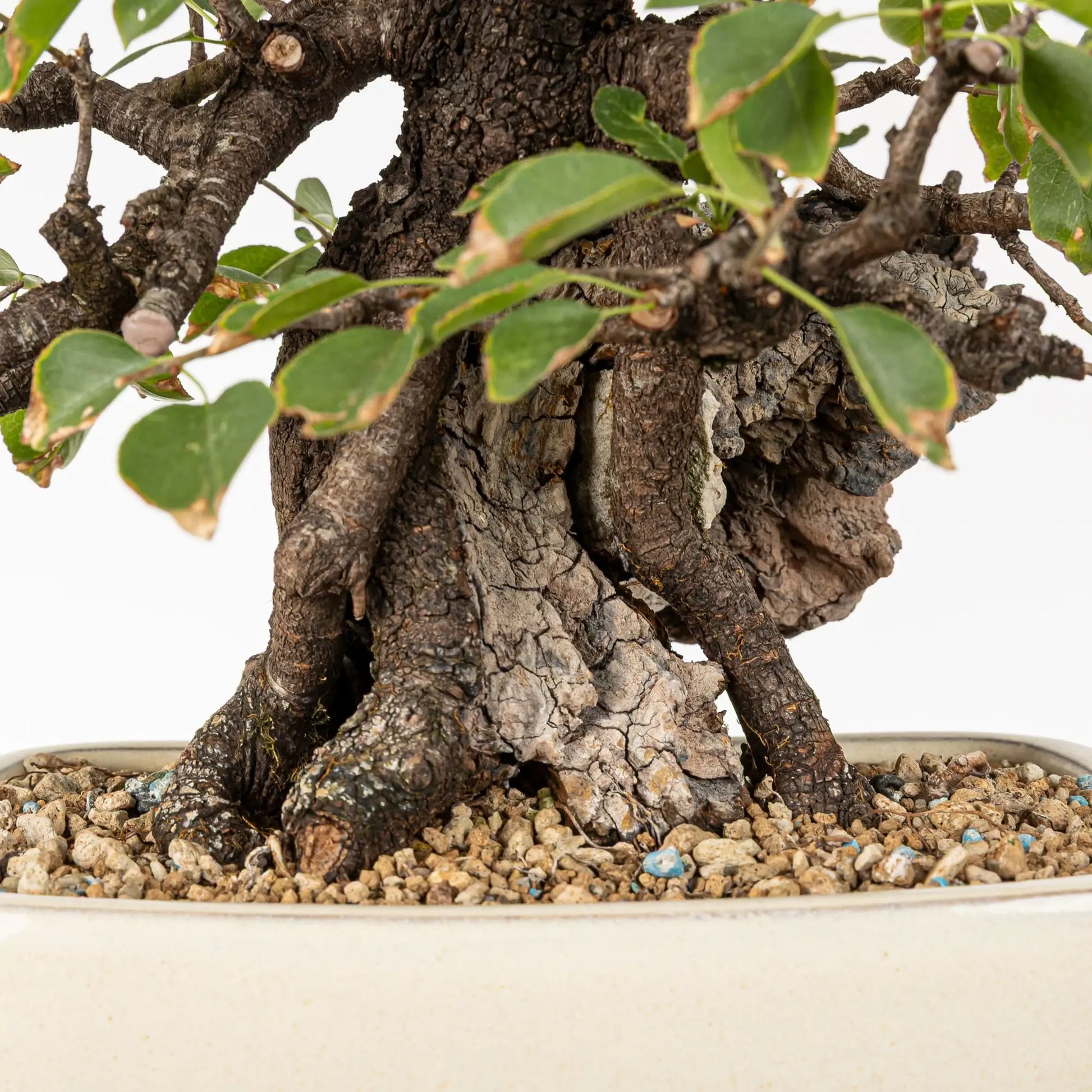 Detalle de base de bonsai de prunus mahaleb