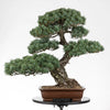 Bonsái "Azul" - Pino blanco japonés (Pinus pentaphylla)